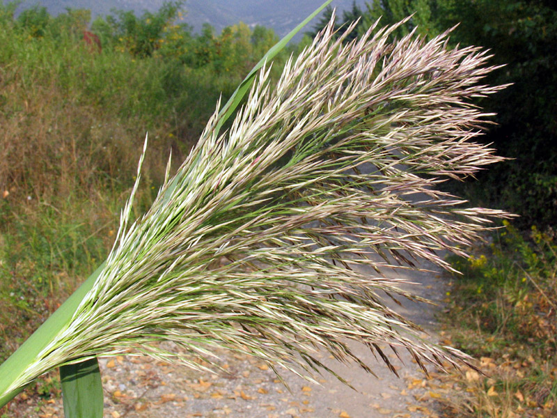 Arundo donax L. / Canna domestica.